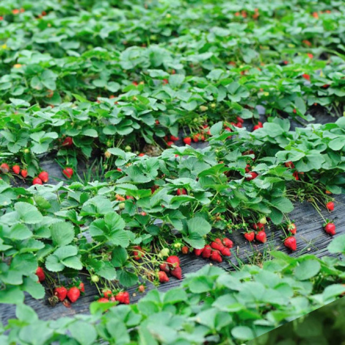 Саджанці пізньої полуниці «Хенінг»