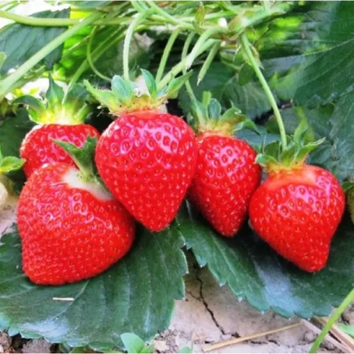 Саженцы ранней клубники «Прима»