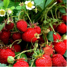 Саженцы раннеспелой клубники «Клери»