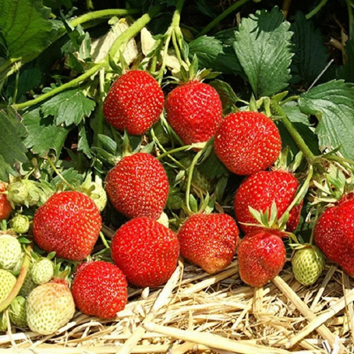 Саженцы раннеспелой клубники «Клери»