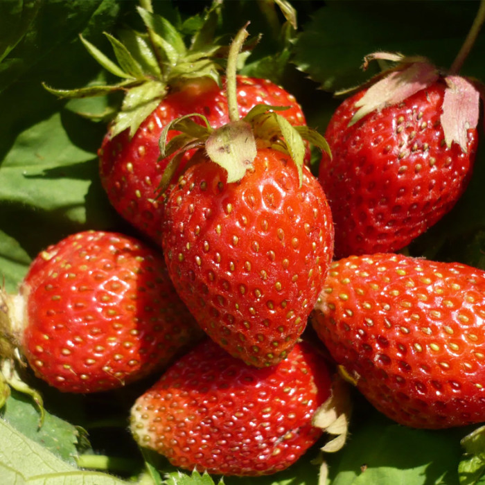 Саженцы раннеспелой клубники «Клери»