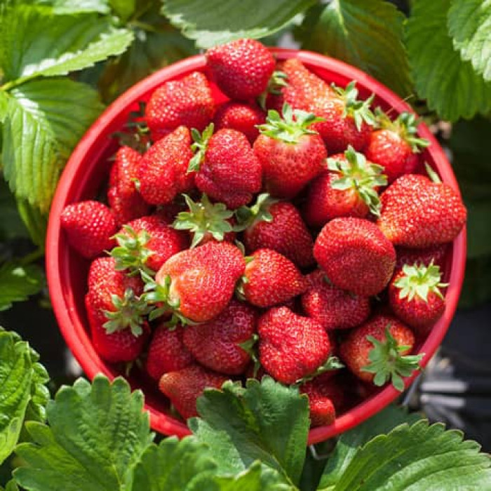 Саджанці ремонтантної полуниці  «Лаура»