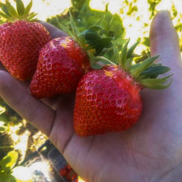 Саджанці ремонтантної полуниці  «Лаура»