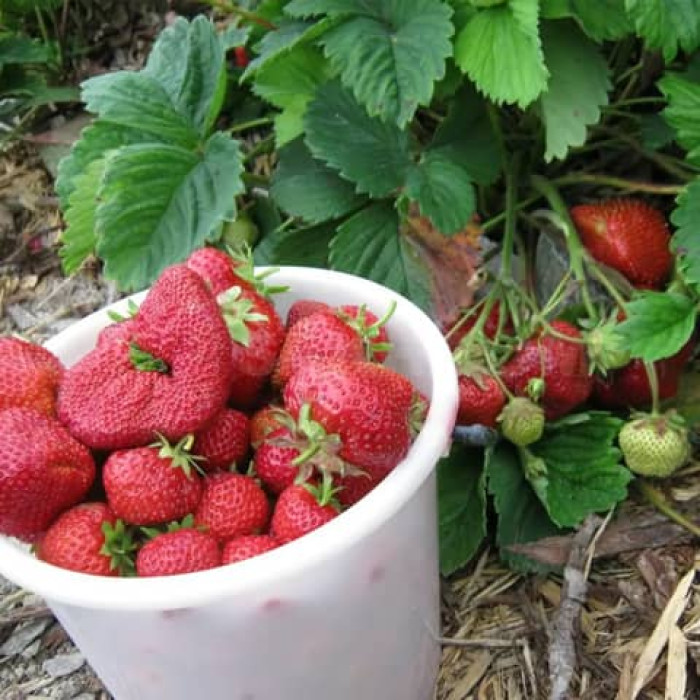 Саджанці ремонтантної полуниці  «Лаура»