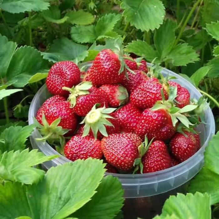 Саджанці ремонтантної полуниці  «Левада»