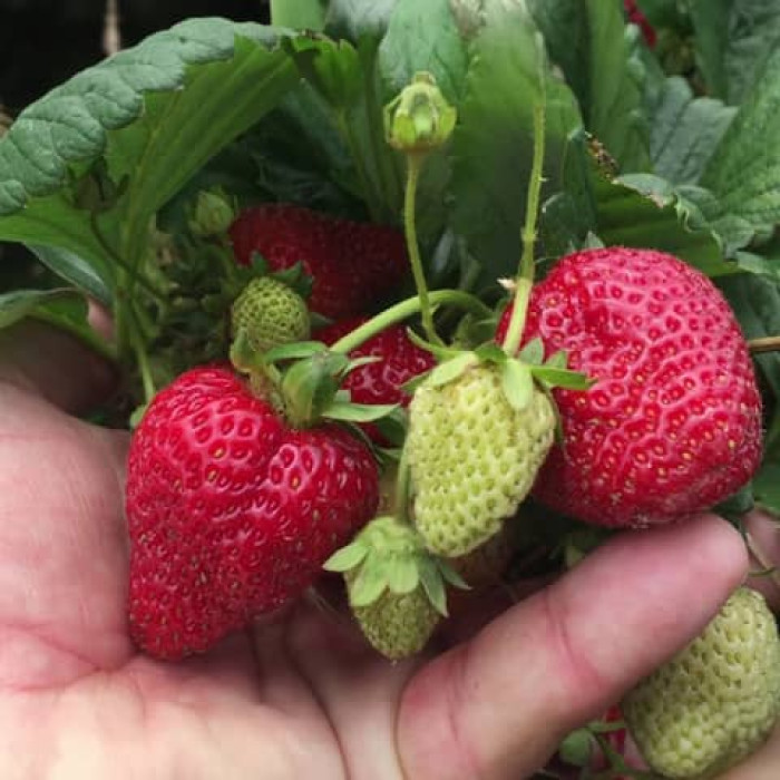 Саджанці ремонтантної полуниці  «Левада»