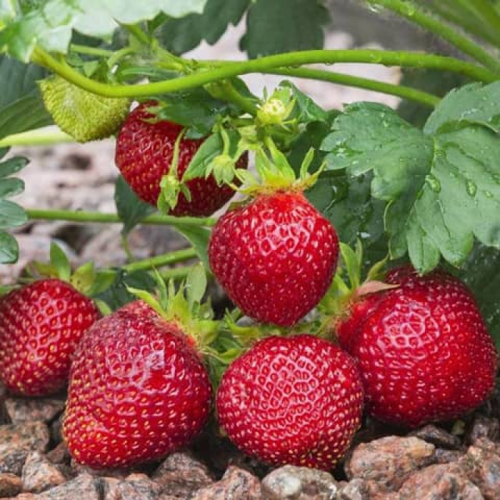 Саджанці ремонтантної полуниці  «Левада»