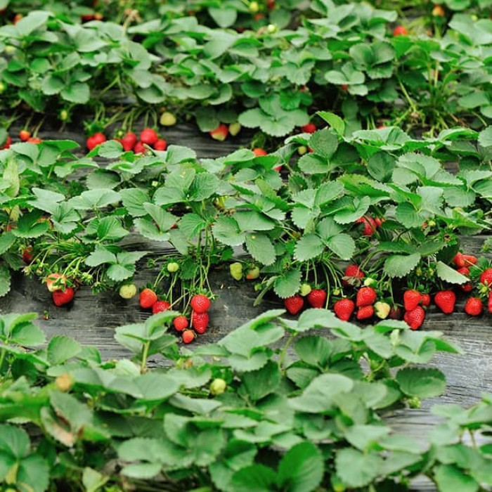 Саджанці ремонтантної полуниці  «Лірантея»