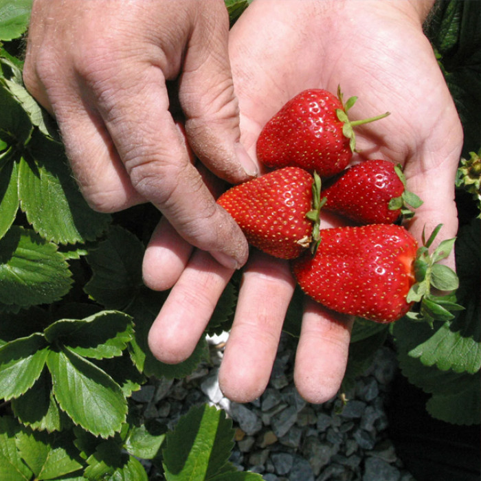 Саджанці ремонтантної полуниці «Палермо»