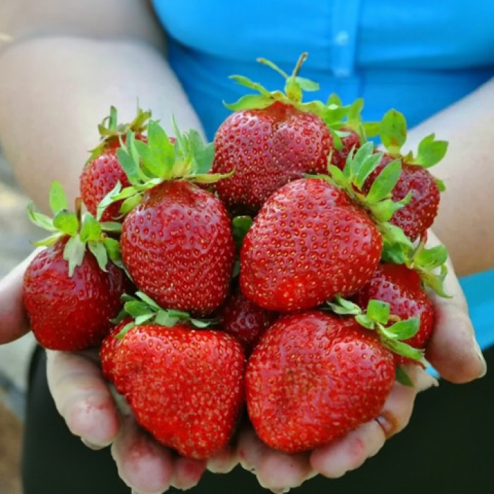 Саджанці ремонтантної полуниці «Аміна»