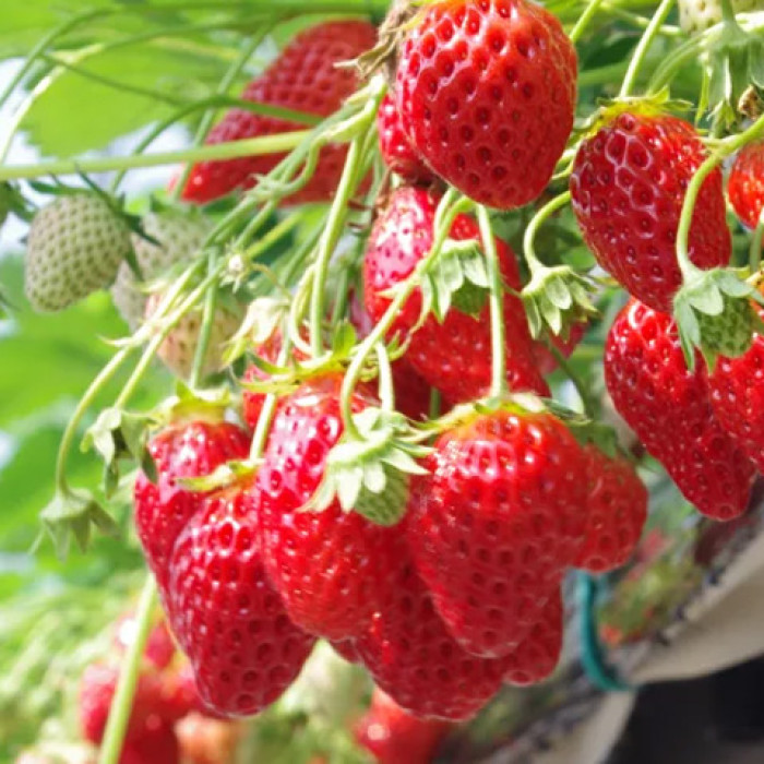 Саджанці ремонтантної полуниці «Аміна»