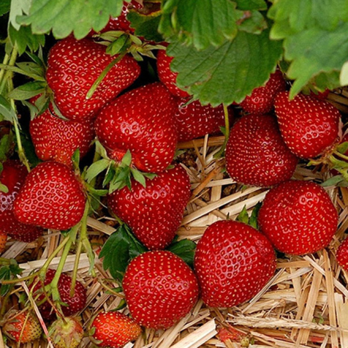 Саджанці ремонтантної полуниці «Аміна»