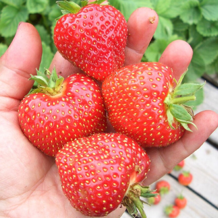 Саджанці ремонтантної полуниці «Аміна»