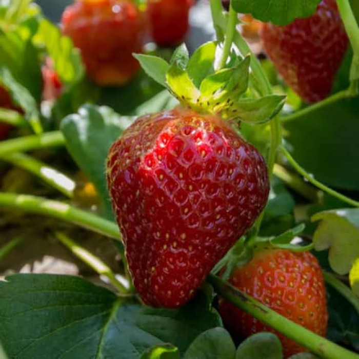 Саджанці ремонтантної полуниці  «Асті»