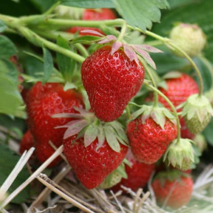 Саджанці ремонтантної полуниці  «Асті»