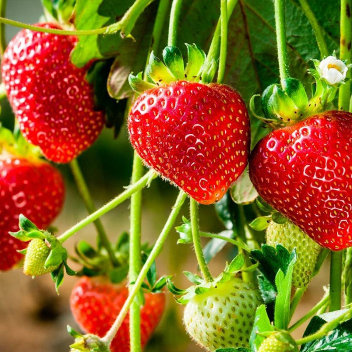 Саджанці ремонтантної полуниці «Королева Єлизавета»