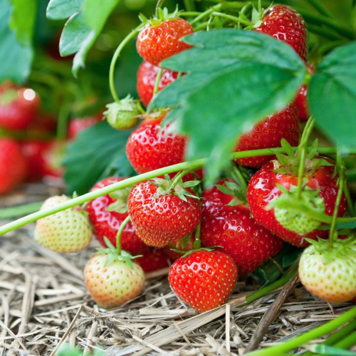 Саджанці ремонтантної полуниці «Королева Єлизавета»