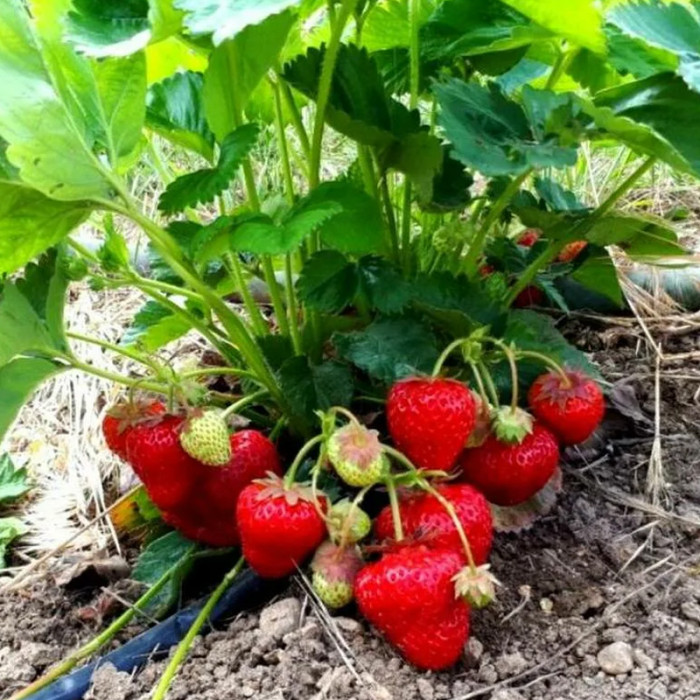 Саджанці ремонтантної полуниці «Пантеон»