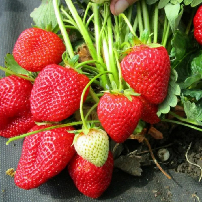 Саджанці ремонтантної полуниці «Пантеон»