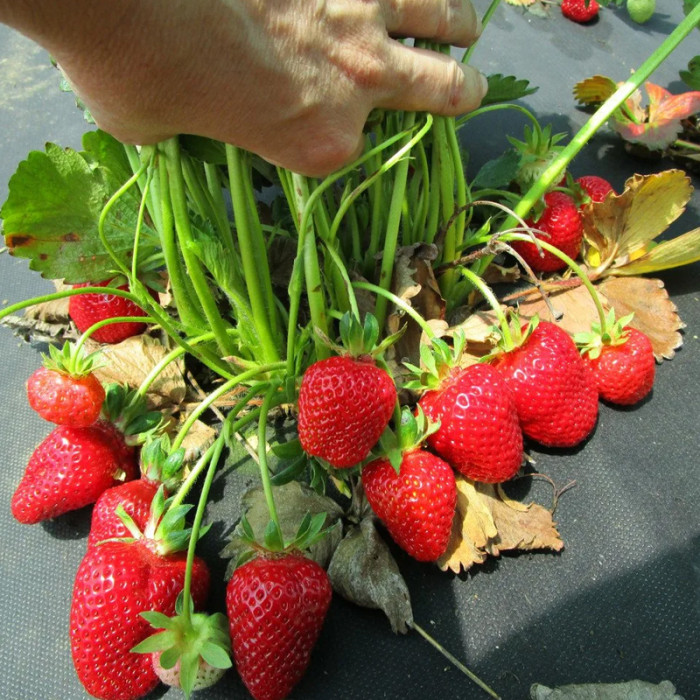 Саджанці ремонтантної полуниці «Пантеон»