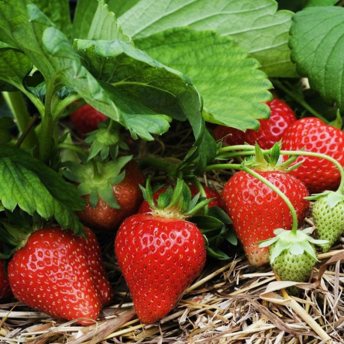 Саджанці ремонтантної полуниці «Сан-Андреас»