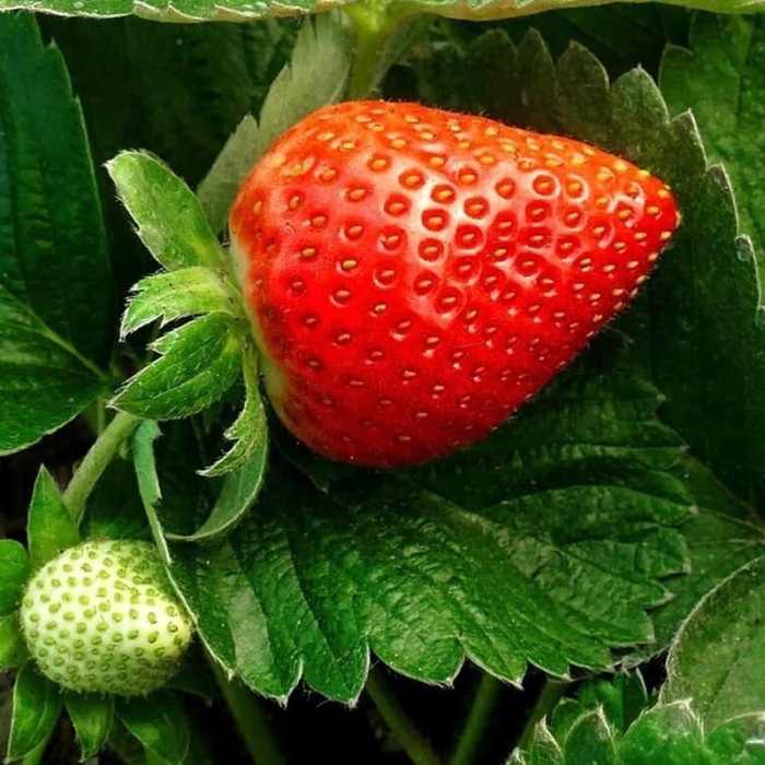 Саджанці ремонтантної полуниці «Сан-Андреас»