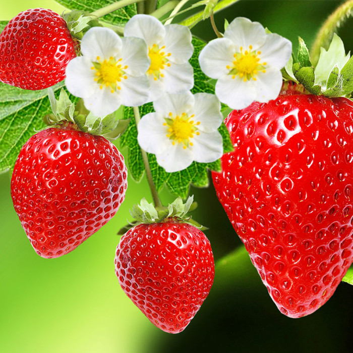 Саджанці ремонтантної полуниці «Сан-Андреас»