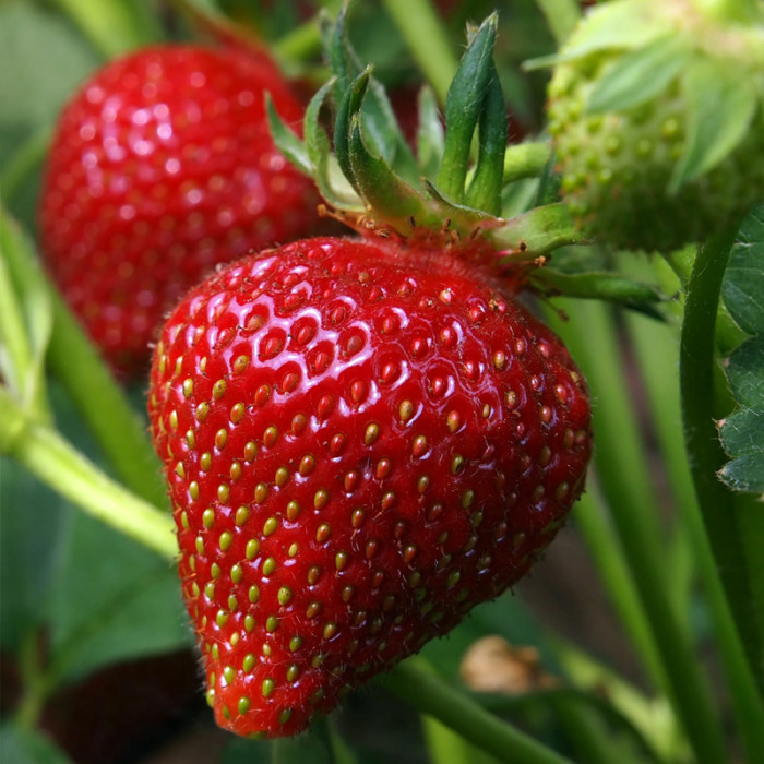 Саджанці ремонтантної полуниці «Сан-Андреас»