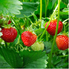 Саджанці середньостиглої полуниці «Джолі»