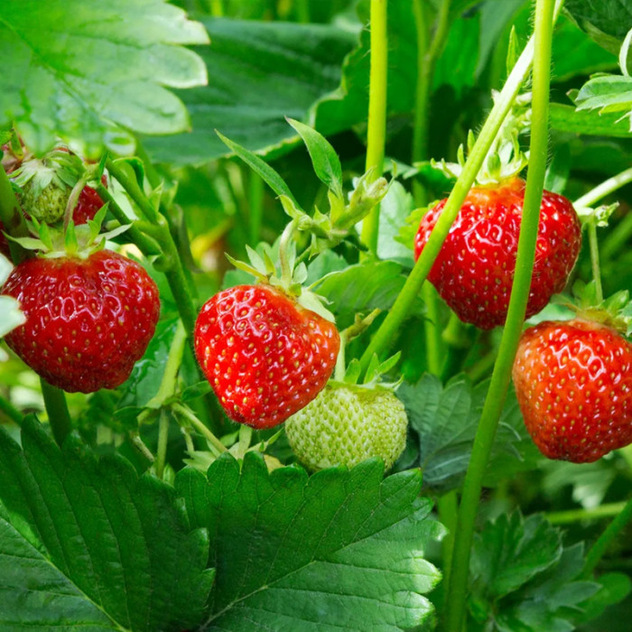 Саджанці середньостиглої полуниці «Джолі»