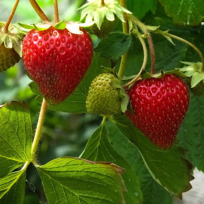 Саджанці середньостиглої полуниці «Джолі»