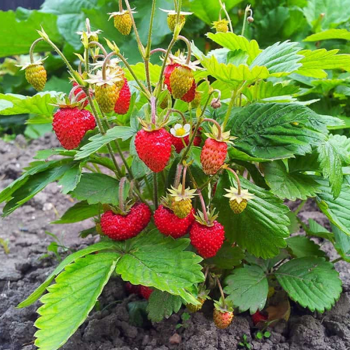 Саджанці середньостиглої полуниці «Джолі»