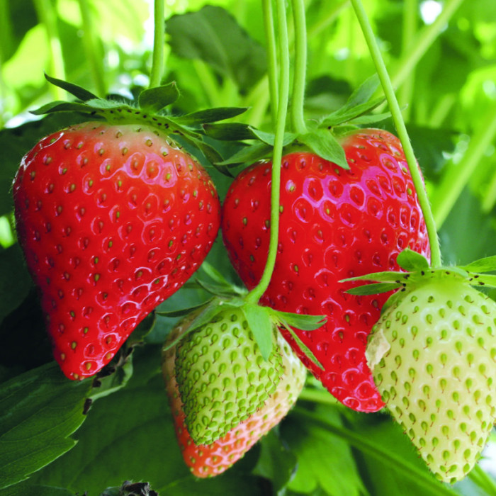 Саджанці середньостиглої полуниці «Джолі»