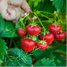 Саджанці середньостиглої полуниці «Лоретта»