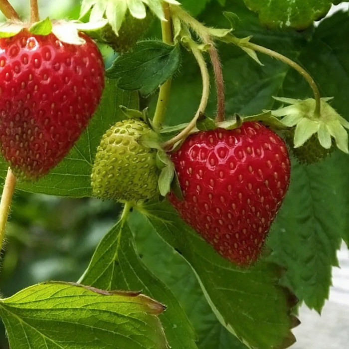 Саджанці середньостиглої полуниці «Лоретта»