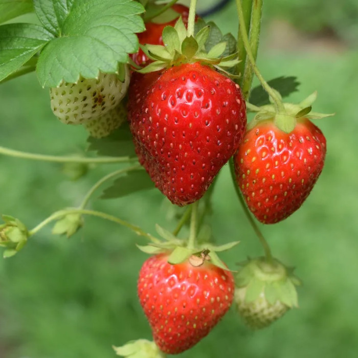 Саджанці середньостиглої полуниці «Лоретта»