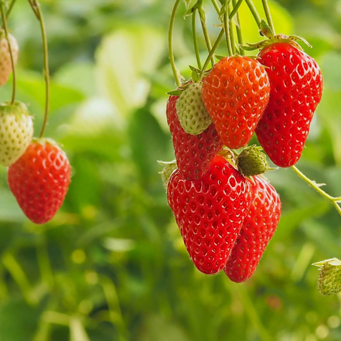 Саджанці середньостиглої полуниці «Лоретта»