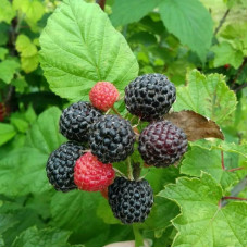 Саженцы раннеспелой малины «Кумберленд»