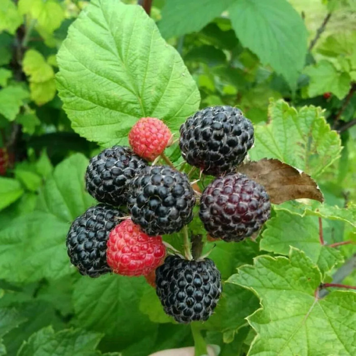 Саженцы раннеспелой малины «Кумберленд»