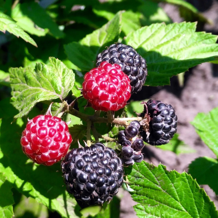 Саженцы раннеспелой малины «Кумберленд»