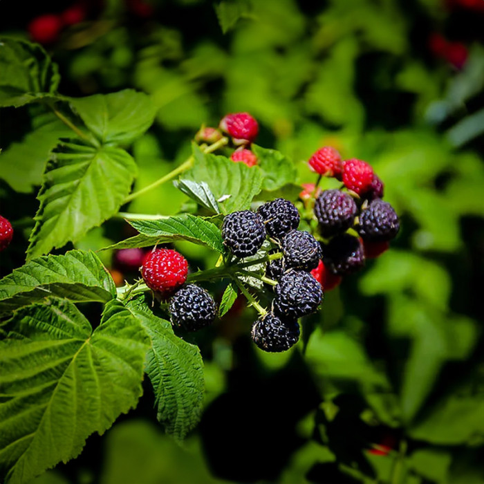 Саженцы раннеспелой малины «Кумберленд»