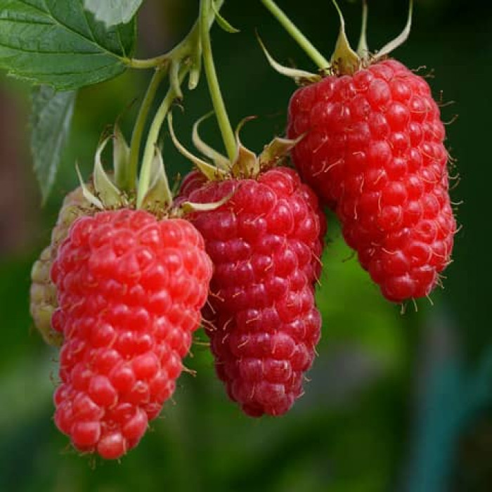 Саженцы ремонтантной малины «Дорис»