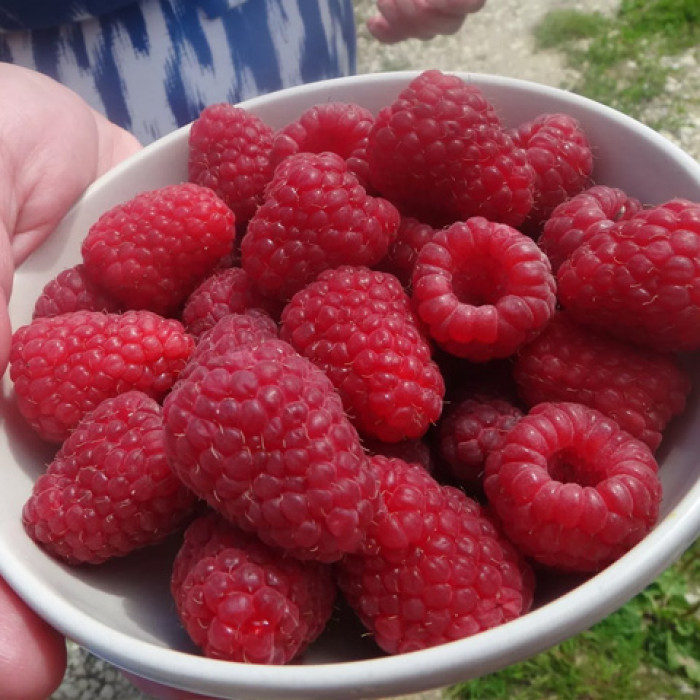 Саженцы ремонтантной малины «Дорис»