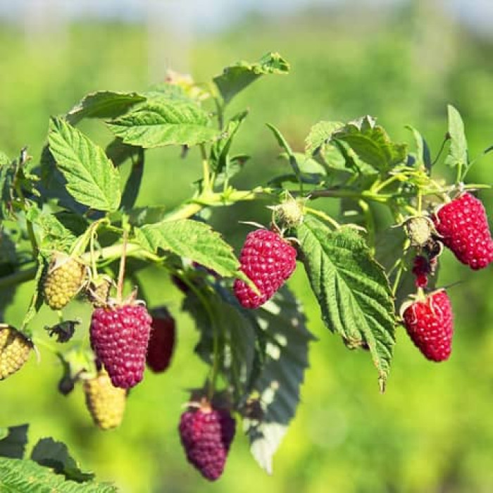 Саженцы ремонтантной малины «Дорис»