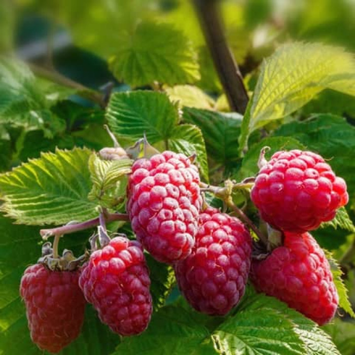 Саженцы ремонтантной малины «Дорис»