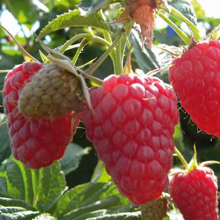 Саженцы ремонтантной малины «Джоконда»