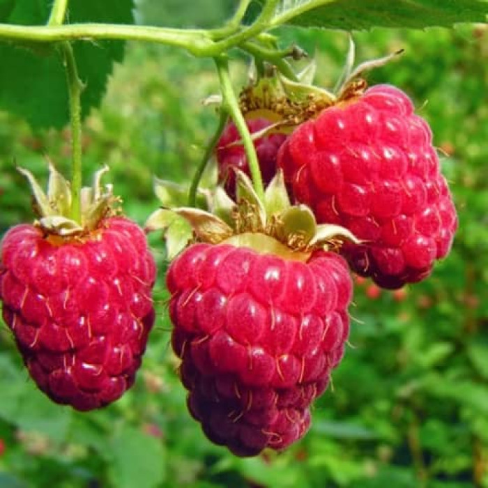 Саженцы ремонтантной малины «Джоконда»