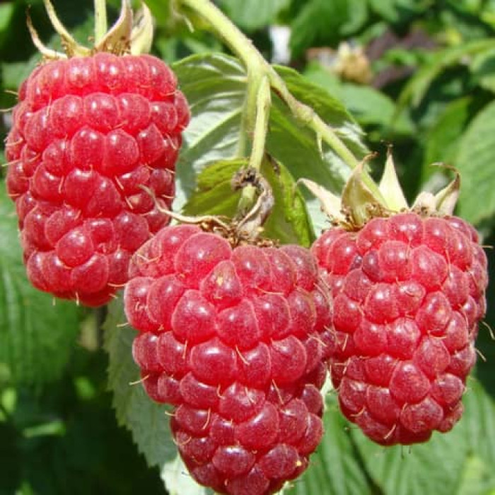 Саженцы ремонтантной малины «Джоконда»