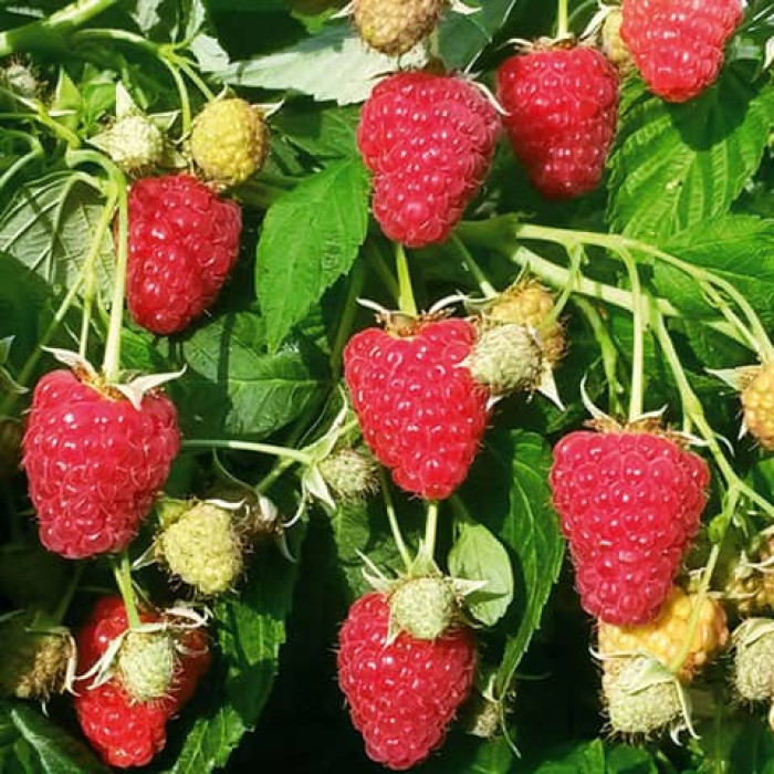 Саженцы ремонтантной малины «Джоконда»