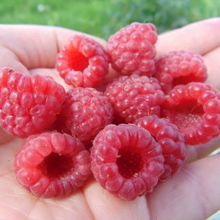 Саженцы ремонтантной малины «Эльза»